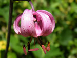 Lilium Martagon